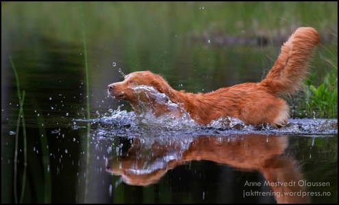 Lynx